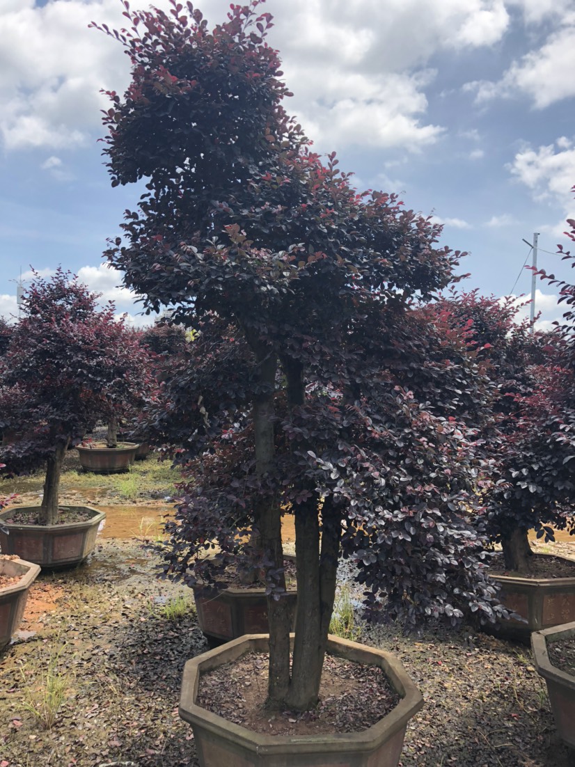 造型红花继木桩批发 红花继木桩盆景价格红花继木桩头基地直销