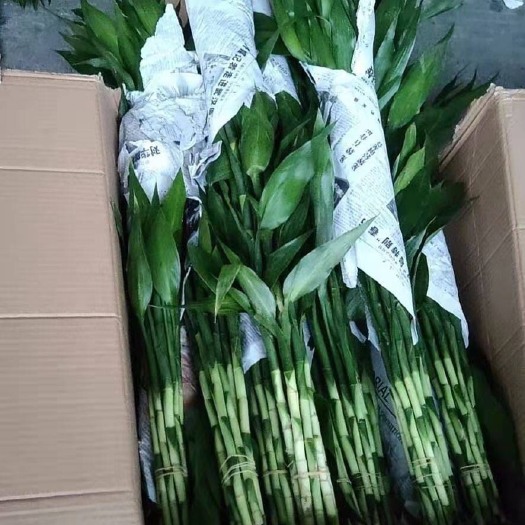成都 富贵竹 三个规格 产地直发 价格便宜