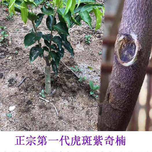 茂名奇楠沉香树 正宗紫奇楠苗虎斑奇楠品种名贵沉香奇楠苗紫棋楠嫁接树苗