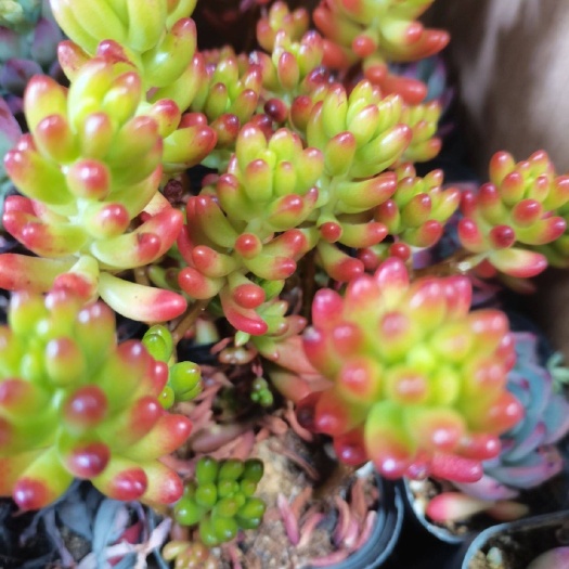 成都 多肉组合 多肉植物 赶集 跑江湖 地摊货源热卖产品