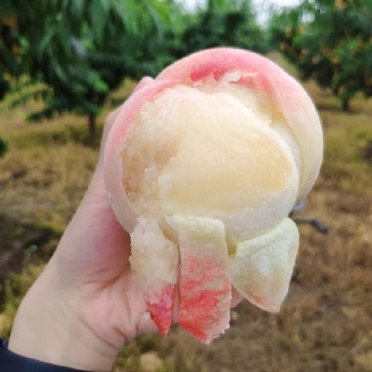无锡白凤桃  正宗阳山水蜜桃