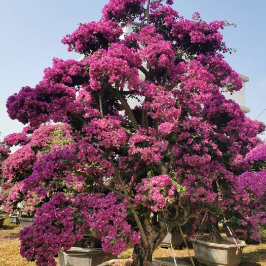 漳州紫花造型三角梅桩头批发 三角梅价格 紫色三角梅球 勒杜鹃
