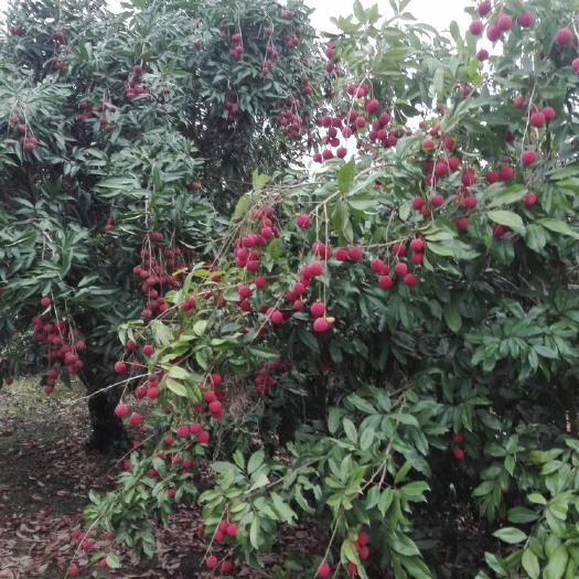 东莞市黑叶荔枝 桂味，黑叶，红叶，糯米￼zhi