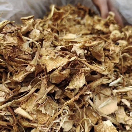 成都 广昌4号茶树菇 干货茶树菇 特产店 跑江湖热卖产品