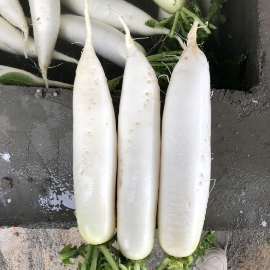 威宁县 白萝卜