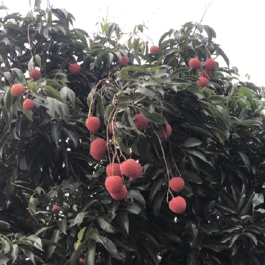 广州桂味荔枝  正宗增城桂味清甜爽口，小籽，水分足，无杂味。