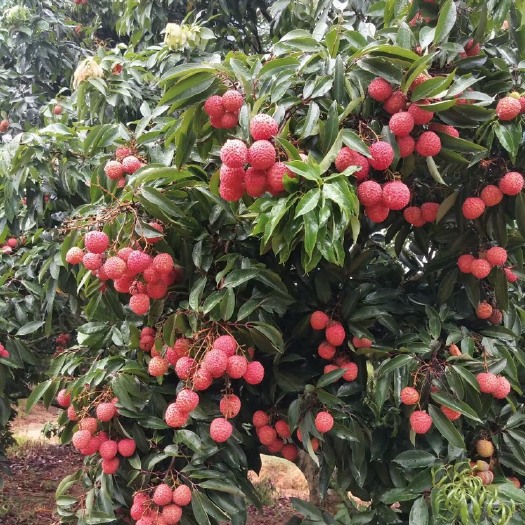 灵山县桂味荔枝 灵山县桂味