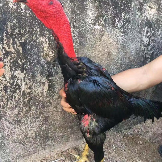 南宁纯种斗鸡苗 越南斗鸡苗 鬼子斗鸡苗