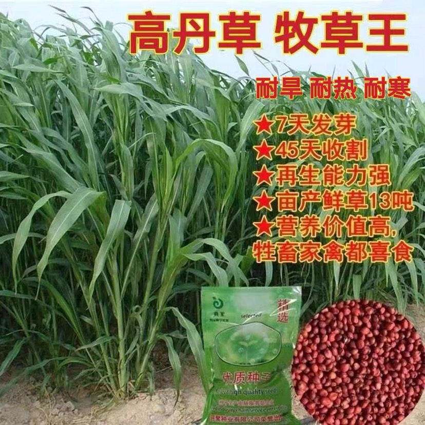 宁海县高丹王牧草种子四季多年生高丹草种子养牛羊吃的草籽甜高粱