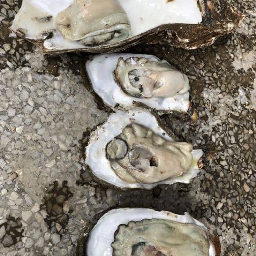汕头长牡蛎 广东白蚝生蚝牡蛎