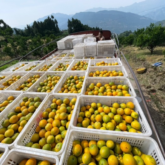 秭归县 夏橙