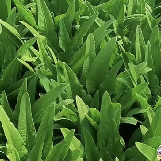 邯郸 油麦菜生菜