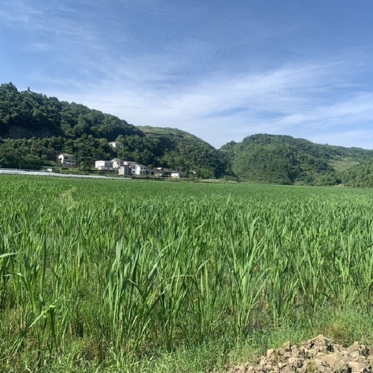 玉屏县 茭白