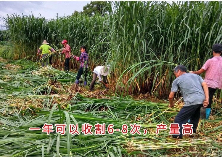 高丹王牧草种子四季多年生高丹草种子养牛羊吃的草籽甜高粱