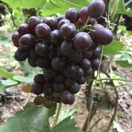 菏泽玫瑰香葡萄  入口玫瑰香味浓郁，糖分达到20个以上,你值得拥有！