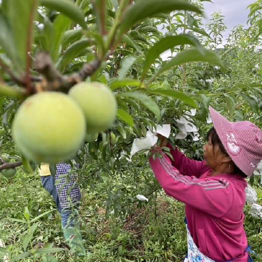罗甸县 贵州蜂糖李——甜如蜂蜜