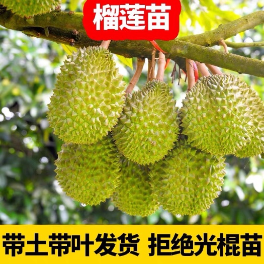 灵山县金枕榴莲苗 嫁接苗 猫山榴莲苗