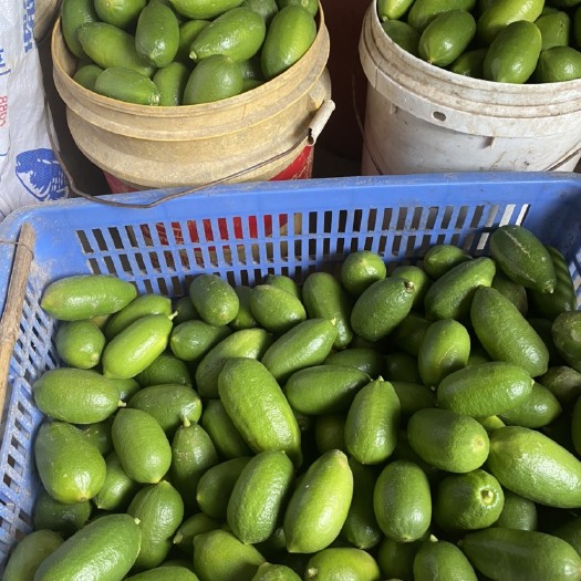 云浮海南香水柠檬