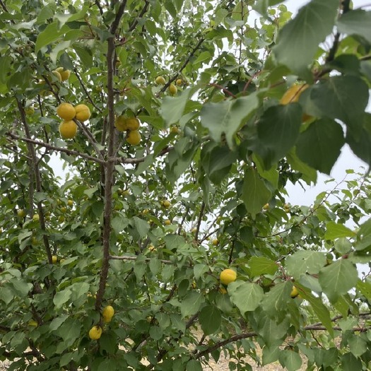 莒县珍珠油杏  露天珍珠大油杏，无农药