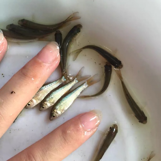 清远鲮鱼苗 优质鲮鱼选材 规格3-5cm