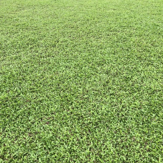 佛山大叶油草皮