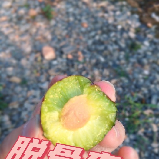 三台县五月脆李 凤凰李五月脆