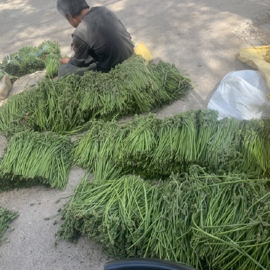 扎兰屯市 山野菜蕨菜