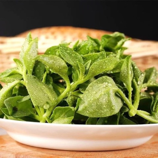 保定 菜用穿心莲