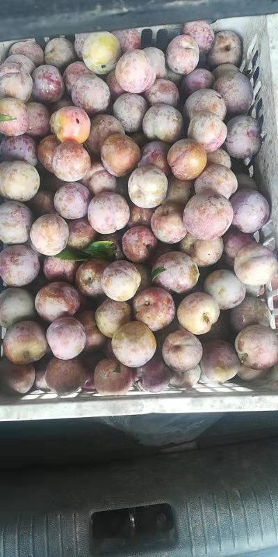 东莞市 三华李