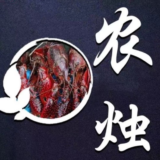 南县小龙虾 肉质饱满  底板干净  存活率高
