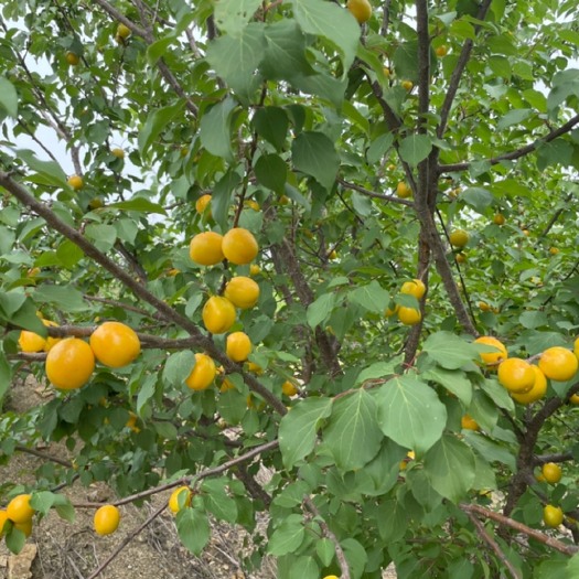 莒县 珍珠油杏，甘甜可口