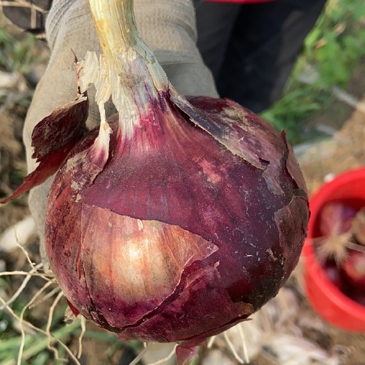 平度市红皮洋葱 30万斤洋葱
