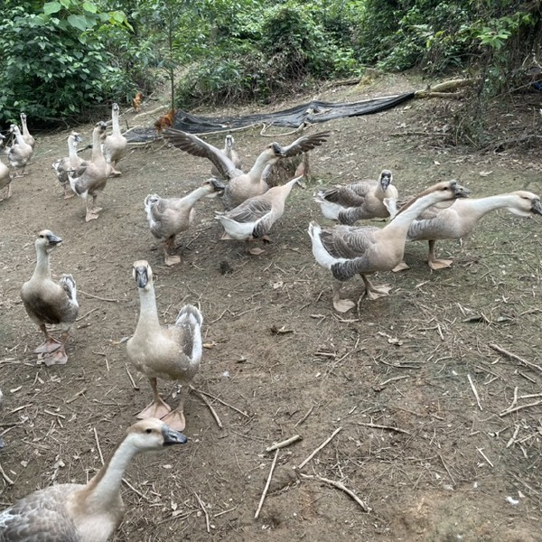 狮头鹅 散养大鹅