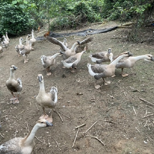 马山县狮头鹅 散养大鹅