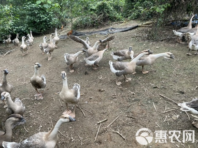 狮头鹅 散养大鹅