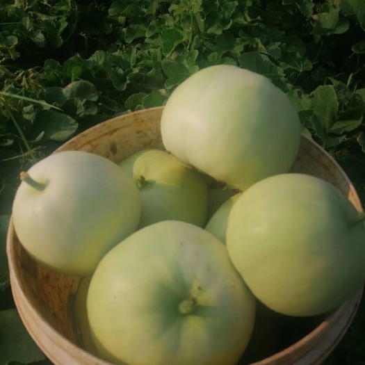 本地甜瓜大量上市，有需要的联系