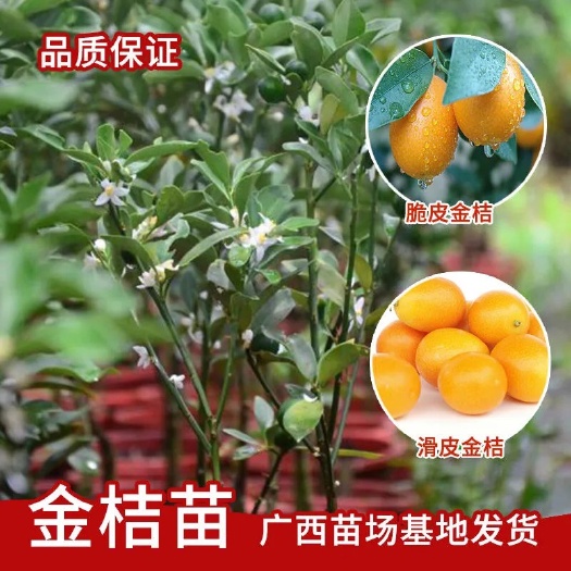 灵山县脆皮金桔苗 广西金桔树苗脆皮金桔树苗滑皮金桔树苗带杯带果发货