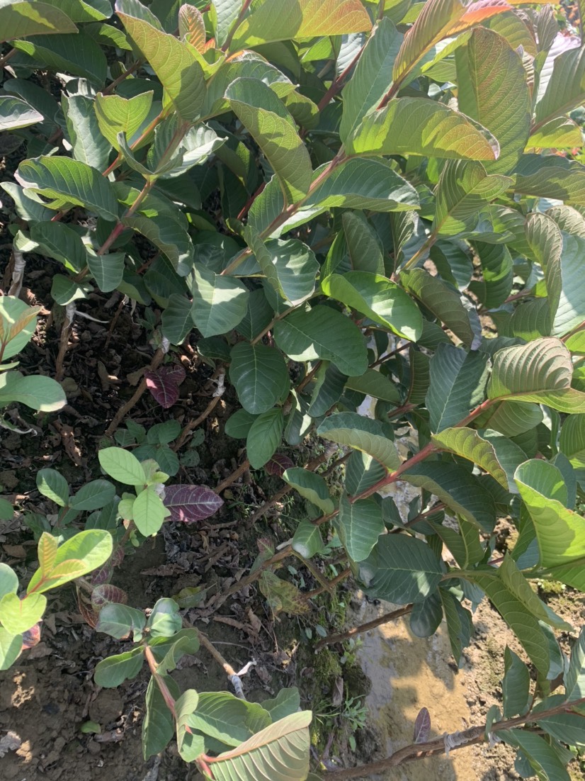 番石榴苗  红宝石芭乐，红宝石番石榴苗