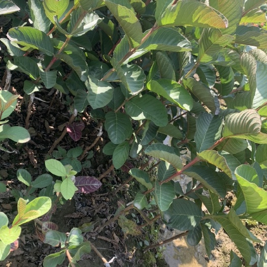 番石榴苗  红宝石芭乐，红宝石番石榴苗