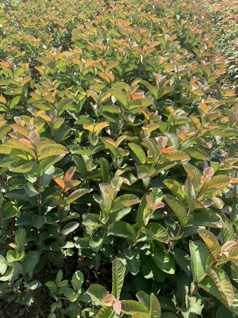 番石榴苗  红宝石芭乐，红宝石番石榴苗