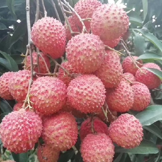灵山县灵山桂味荔枝