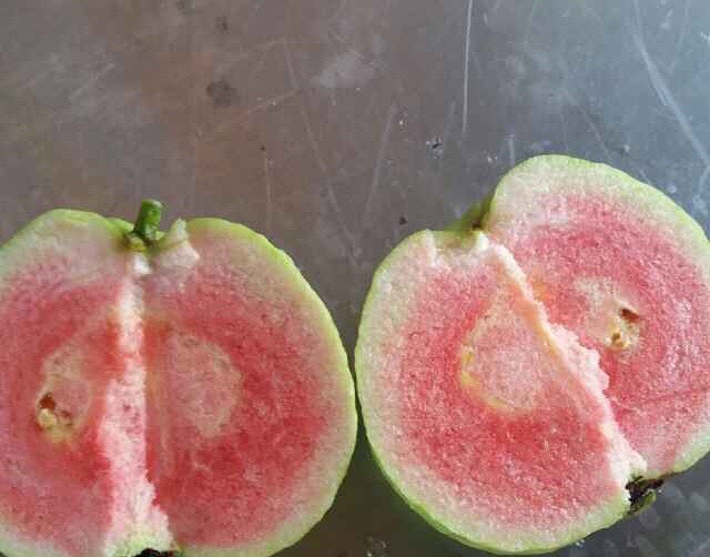 番石榴苗  红宝石芭乐，红宝石番石榴苗