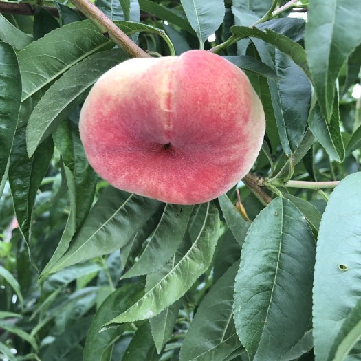 保定油桃 各种桃子