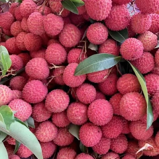 广州桂味荔枝  广州从化温泉荔枝 桂味品种