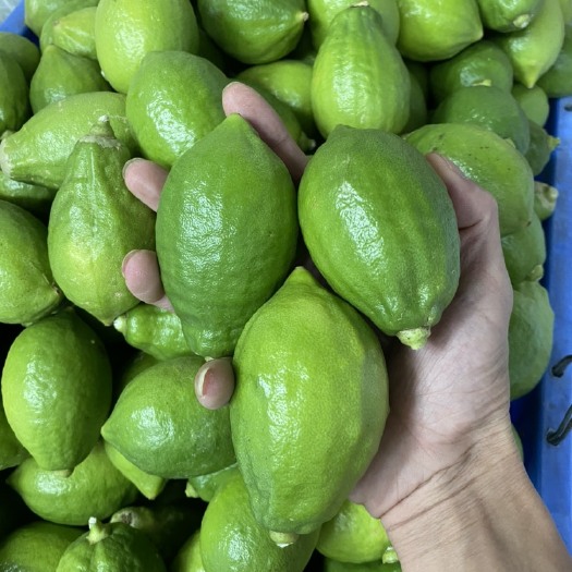 新兴县广东香水柠檬每天100斤出售