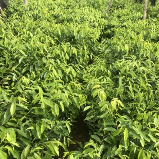 宁明县沉香树 沉香苗
