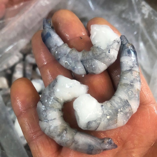漳浦县 草虾金刚虾