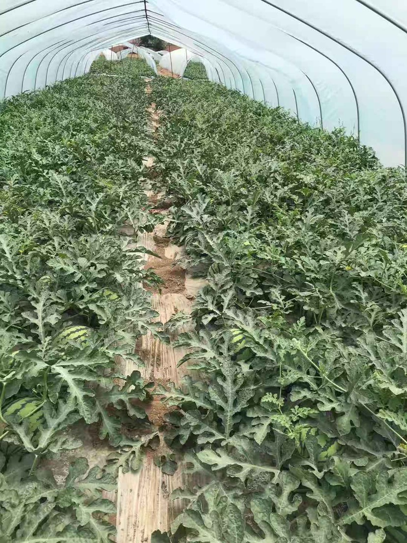 美都西瓜大棚栽培 美都西瓜大棚栽培视频
