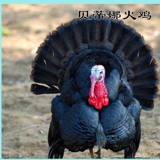 钦州火鸡苗  37天脱温火鸡贝蒂娜