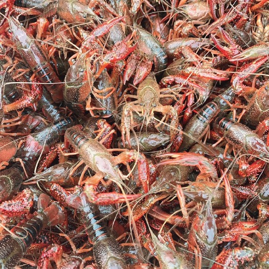 南县 精品小龙虾产地直销